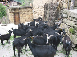 Baikun Village goats